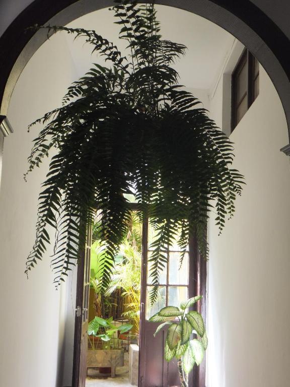 Casa Colonial Cejas Hotel Santa Cruz de Tenerife Bagian luar foto